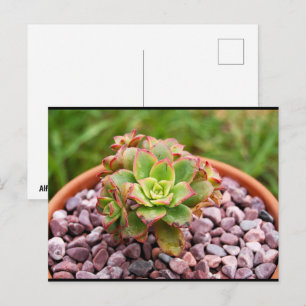 Cartão Postal Aeonium Haworthii, Planta Suculenta de Haworth