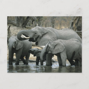 Cartão Postal Afafricano Elephant (Loxodonta africana), bebendo
