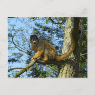 Cartão Postal Affe Totenkopfäffchen sitz auf einem Baum