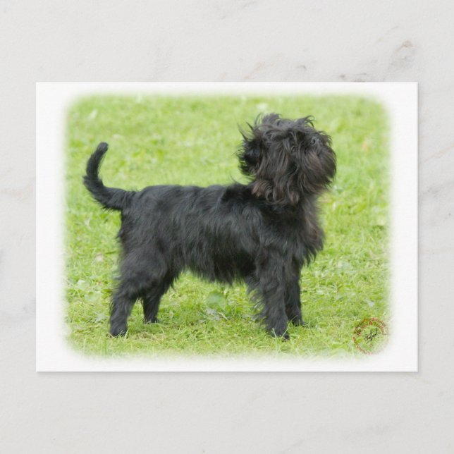 Cartão Postal Affenpinscher 9R095D-092 (Frente)