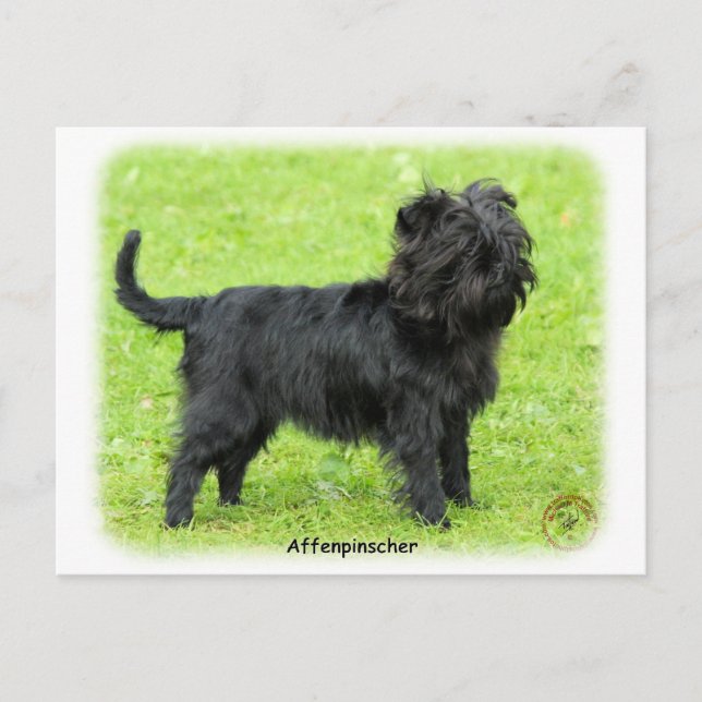 Cartão Postal Affenpinscher 9R095D-093 (Frente)