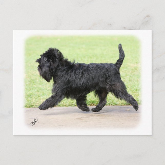 Cartão Postal Affenpinscher 9Y516D-063 (Frente)