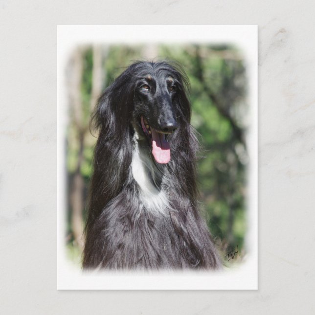 Cartão Postal Afghan Hound AA017D-119 (Frente)