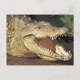 Cartão Postal África, África do Sul crocodilo-do-nilo