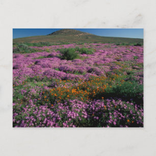 Cartão Postal África, África do Sul, Namaqualand, Orange e