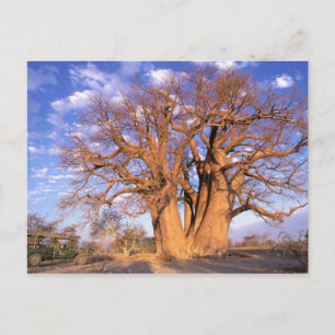 Cartão Postal África, Botsuana, Delta do Okavango. Baobá