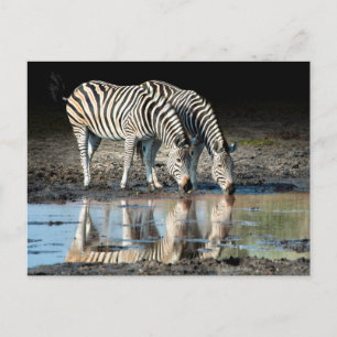 Cartão Postal África, Botsuana, Delta do Okavango, Campo de Dav