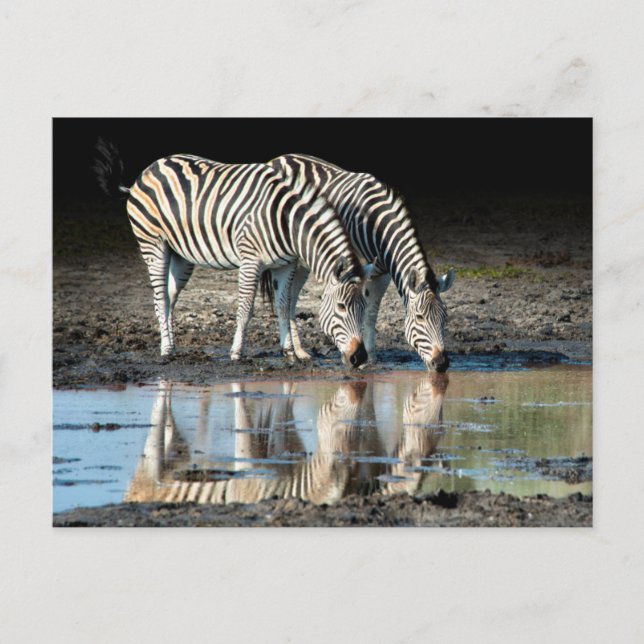 Cartão Postal África, Botsuana, Delta do Okavango, Campo de Davi (Frente)