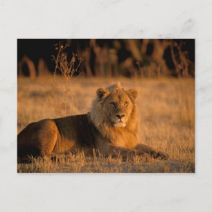 Cartão Postal África, Botsuana, Delta do Okavango. Leão (Panth