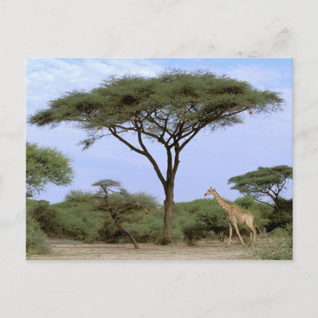 Cartão Postal África, Botsuana, Delta do Okavango. Sul (Frente)