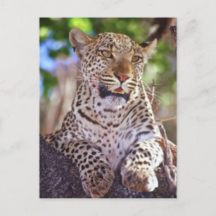 Cartão Postal África, Botsuana, Delta do Okvango, leopardo selva