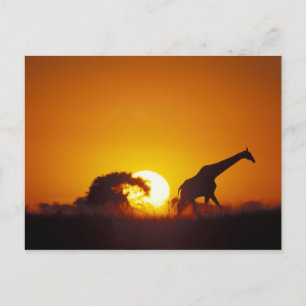 Cartão Postal África, Botsuana, Parque Nacional Chobe, Girafa 2