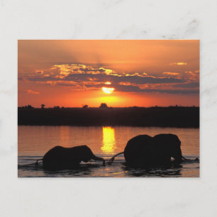 Cartão Postal África, Botsuana, Parque Nacional Chobe, Manada