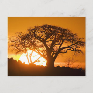 Cartão Postal África, Botsuana, Sol poente silhueta Baobab