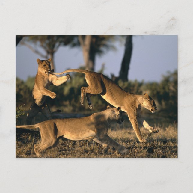 Cartão Postal África, Botswana, Chobe National Park, Lionesses (Frente)