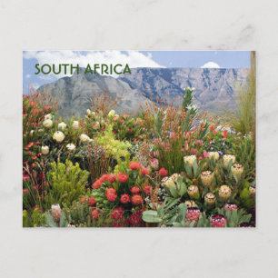 Cartão Postal África do Sul: apresentação floral de flores si