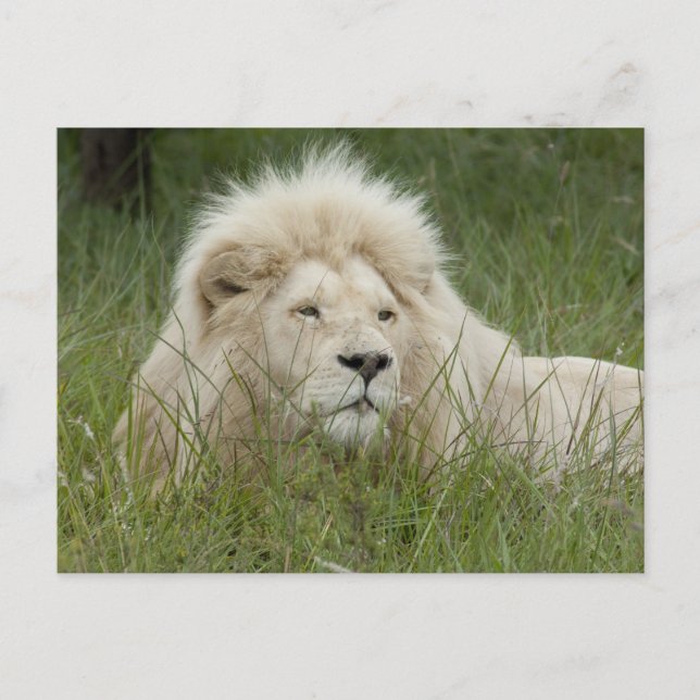 Cartão Postal África do Sul, Londres Oriental, Privada Inkwenkwe (Frente)