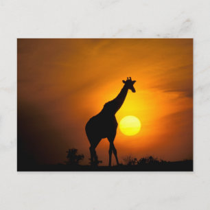 Cartão Postal África, Kenya, Masai Mara. Girafa (girafa