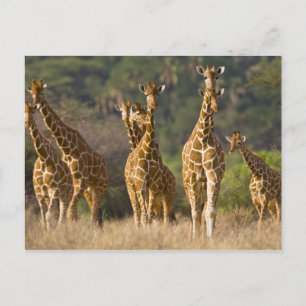 Cartão Postal África. Kenya. Rebanho de girafas Reticulated em