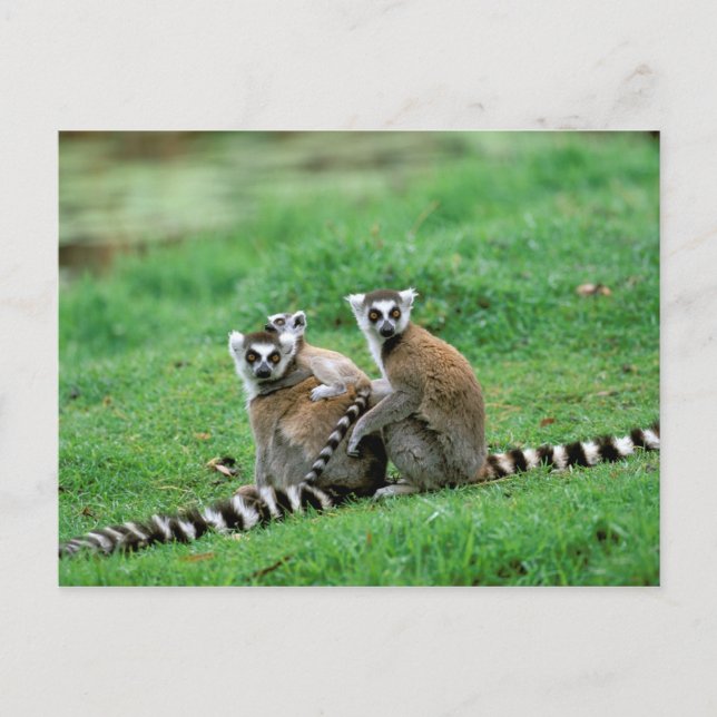 Cartão Postal África, Madagáscar, Antananarivo, Tsimbaza (Frente)