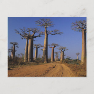 Cartão Postal África, Madagascar, Morondava, Avenida Baobab.