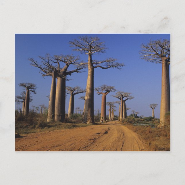Cartão Postal África, Madagáscar, Morondava, Avenida Baobab. (Frente)