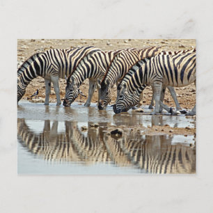Cartão Postal África, Namíbia, Etosha NP. Zebra-de-burchell