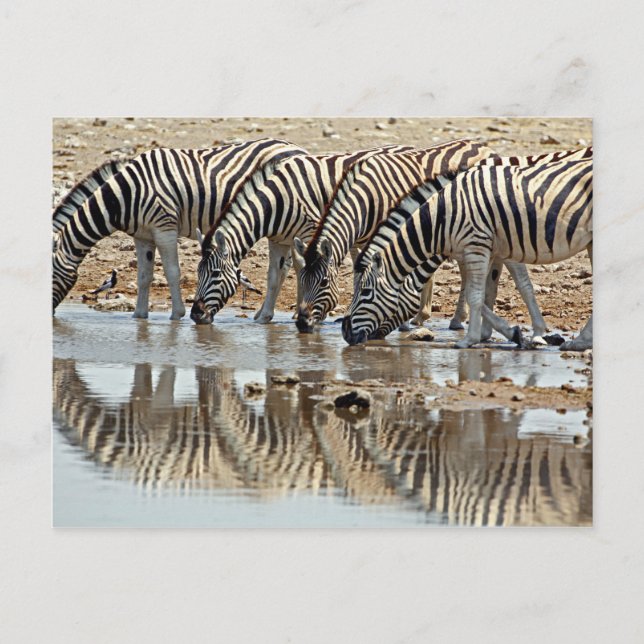 Cartão Postal África, Namíbia, Etosha NP. Zebra-de-burchell (Frente)