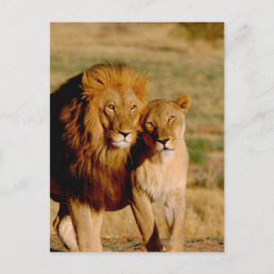 Cartão Postal África, Namíbia, Okonjima. Leão & leoa