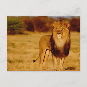 Cartão Postal África, Namíbia, Okonjima. Leão macho solitário