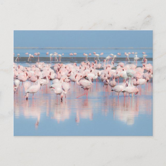 Cartão Postal África, Namíbia, Walvis Bay (Frente)