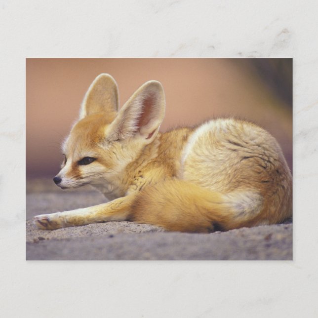Cartão Postal África norte. Fennec Fennecus zerda) (Frente)
