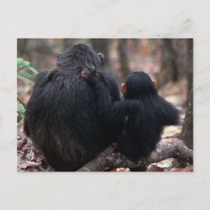 Cartão Postal África Oriental, Tanzânia