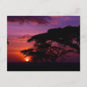 Cartão Postal ÁFRICA: Pôr do Sol no Serengeti