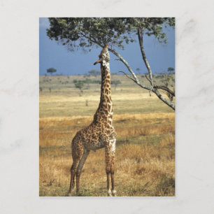 Cartão Postal África, Quénia, Amboseli NP. Um Comum, ou Masai,