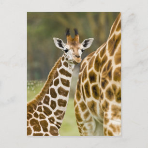 Cartão Postal África. Quênia. Bebe de girafa de Rothschild