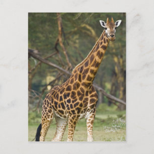 Cartão Postal África. Quênia. Girafa de Rothschild no Lago 2