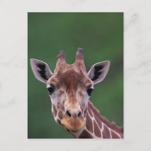Cartão Postal África, Quênia, Impala Ranch. Reticulada