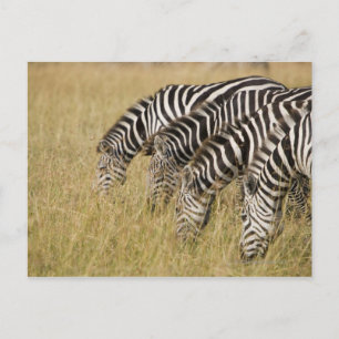 Cartão Postal África, Quênia, Maasai Mara