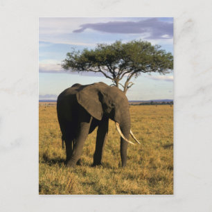 Cartão Postal África, Quênia, Maasai Mara. Um elefante no