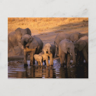 Cartão Postal África, Quênia, Masai Mara. Elefantes (Loxodonta)