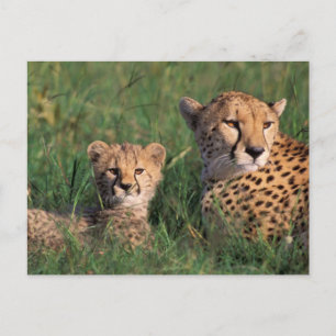 Cartão Postal África, Quênia, Masai Mara Game Reserve. Cheetah
