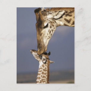 Cartão Postal África, Quênia, Masai Mara. Girafas (Giraffa