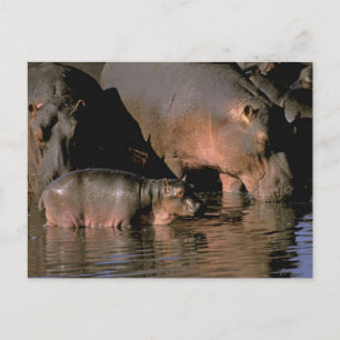 Cartão Postal África, Quênia, Masai Mara. hipopótamos comuns