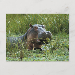 Cartão Postal África, Quênia, Masai Mara NR. Uma mãe hippo e