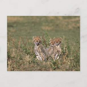 Cartão Postal África; Quênia; Masai Mara; Três filhotes de guepa