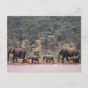 Cartão Postal África, Quênia, Nanyuki, Mpala. Africano