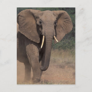 Cartão Postal África, Quénia, Nanyuki, Mpala. Elefante Africano.