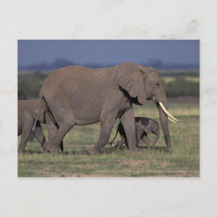Cartão Postal África, Quênia, Parque Nacional de Amboseli. Afric