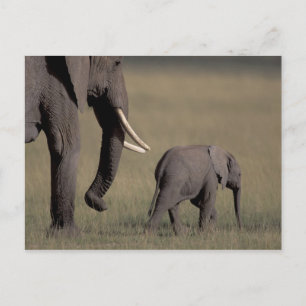 Cartão Postal África, Quênia, Parque Nacional de Amboseli. Afric